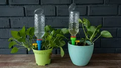 Il trucco fai da te con una bottiglia che ti permette di annaffiare le piante da appartamento mentre sei in vacanza